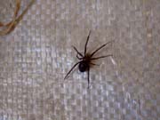 080320-Spider1-Ray_West